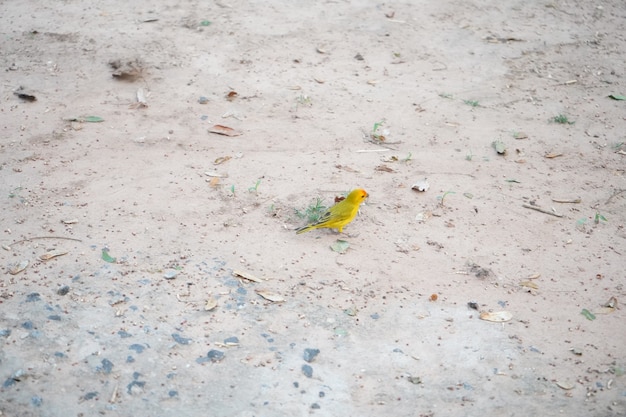 Yellow canary in the garden looking for food