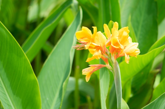 Yellow Canna flowers in the garden.