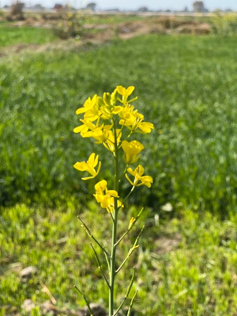 A yellow canola plant with a green field in the background.