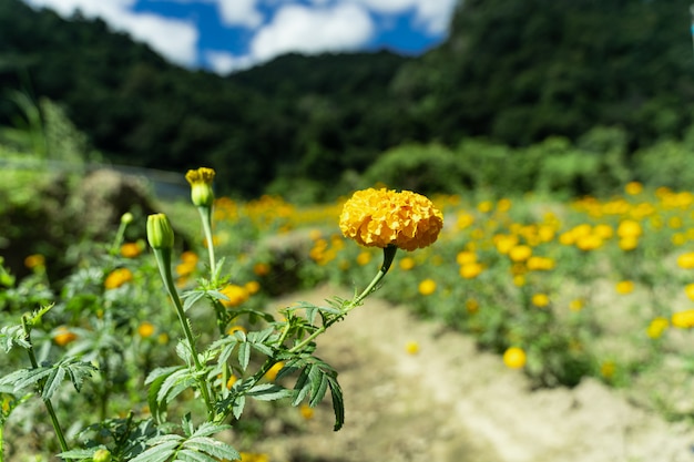 Yellow carnation in a field of carnations broken by a sandy path