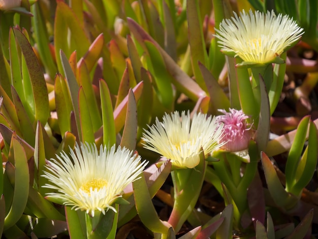 Yellow Carpobrotus edulis flowers Costa del Sol