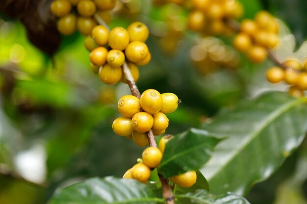 Yellow catimor Coffee beans ripening on tree in North of thailand