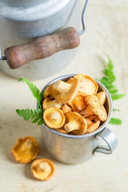 Yellow chanterelles with green fern from forest