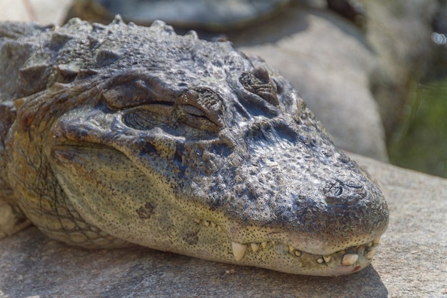 Yellow Chat Alligator Outdoors in Rio de Janeiro Brazil.