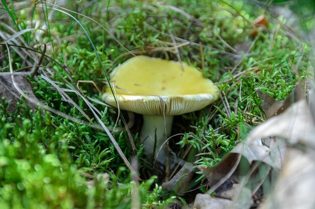 yellow cheesecake in the moss close-up