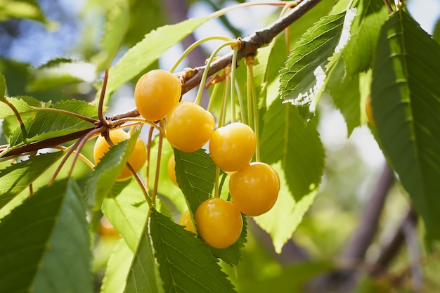 Yellow cherry features, benefits and virtues.