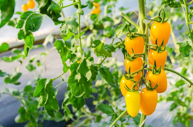 Yellow cherry tomato plants growing in greenhouse