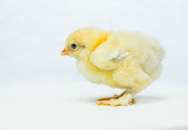 Yellow  chicken on a white background