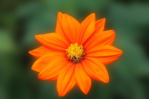 The yellow Chinese chrysotema is bathed in the sunshine of a summer day Aster flower