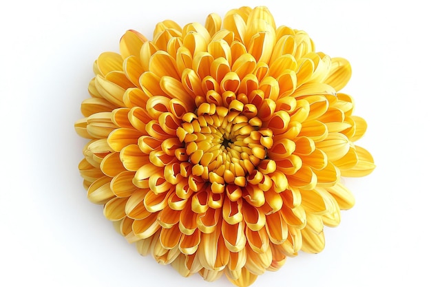 Photo a yellow chrysanthemum flower top view isolated on white background high resolution photography