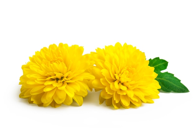 Yellow  chrysanthemum flowers isolated on white. Selective focus