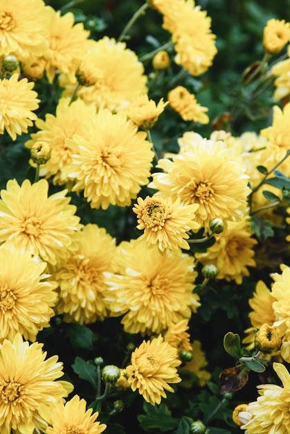 Yellow Chrysanthemum grandiflorum flowers Mums growing in autumn garden