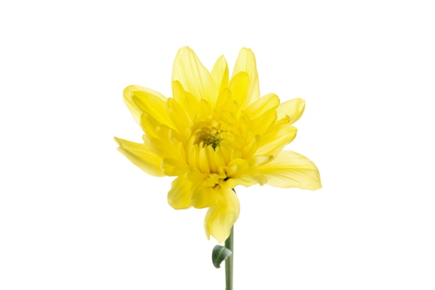 Yellow chrysanthemum isolated on white