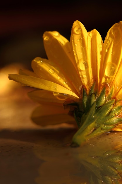 Yellow chrysanthemum with raindrops macro shot