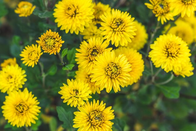 Yellow chrysanthemums in the garden Autumn flowers outdoors vibrant wallpaper Floral background beautiful postcard Nature in October