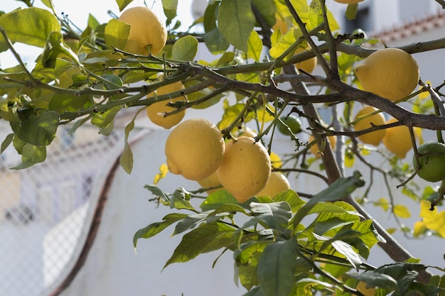 Yellow citrus lemon fruit and green leaves in the garden in clear weather Citrus lemon growing on a tree branch closeup Ornamental indoor plant citrus lemon