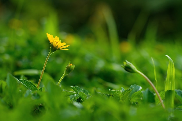 Yellow Climbing wedelia or Creeping flower on green background