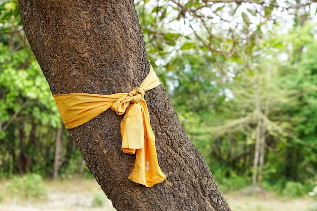 yellow cloth tied to a large tree represents the conservation of nature