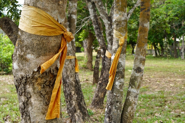 yellow cloth tied to a large tree represents the conservation of nature