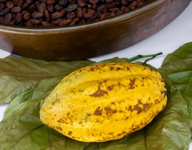 A Yellow cocoa fruit on green leaves near cacao seed heap preparing to make chocolate Closeup cocoa pods and raw materials of aromatic natural cocoa beans