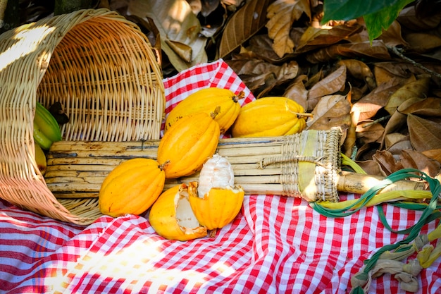 Yellow Cocoa pods in the basket