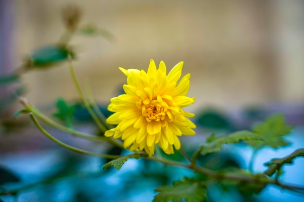 Yellow color flower on tree branch