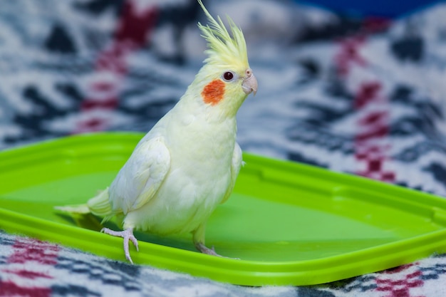 A yellow corella parrot with red cheeks and long feathers sitting on the bed