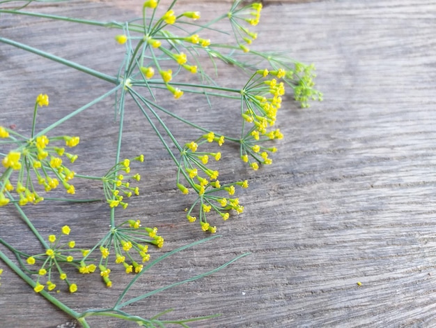 Photo yellow coriander flowers and wooden background