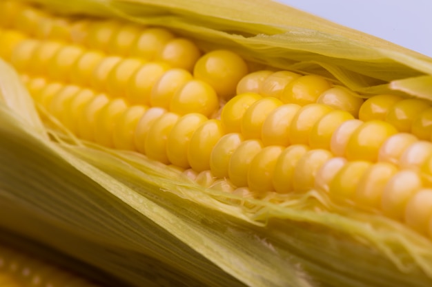 Yellow corn pods ready to eat on a white backdrop.