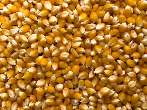 Yellow corn seed and wood background close up of food grains