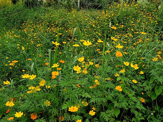 Yellow cosmos flower in the garden Flower background