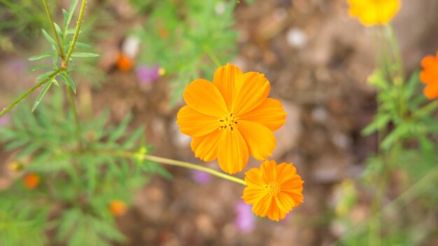 Yellow Cosmos flower in the garden.