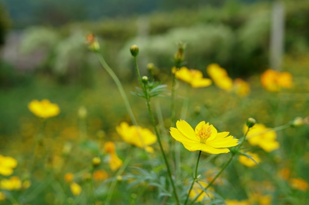 Yellow cosmos flower in the garden. 