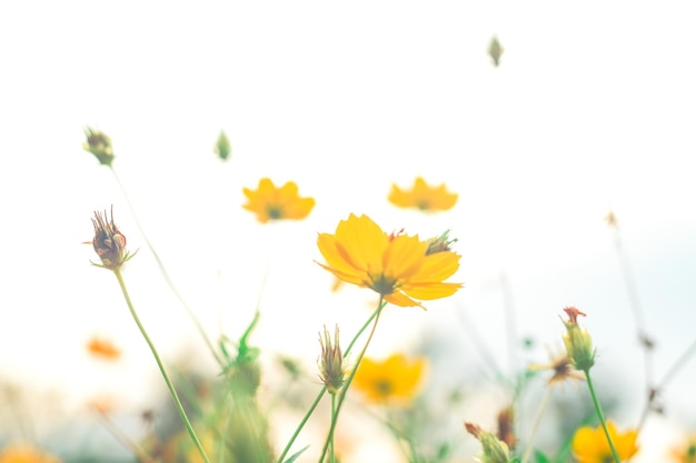 Yellow Cosmos flowers blooming in garden