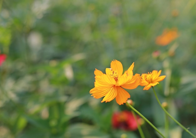 Yellow cosmos flowers in the garden