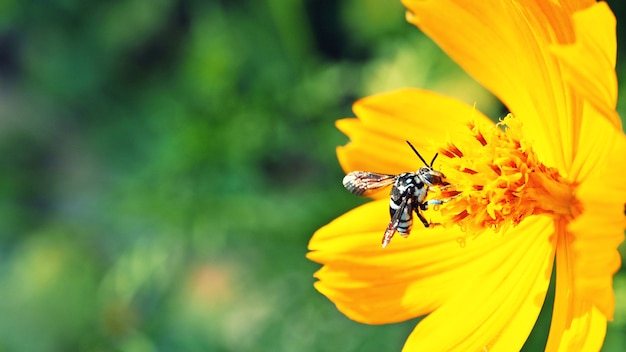 Yellow Cosmos with Bee in the garden.