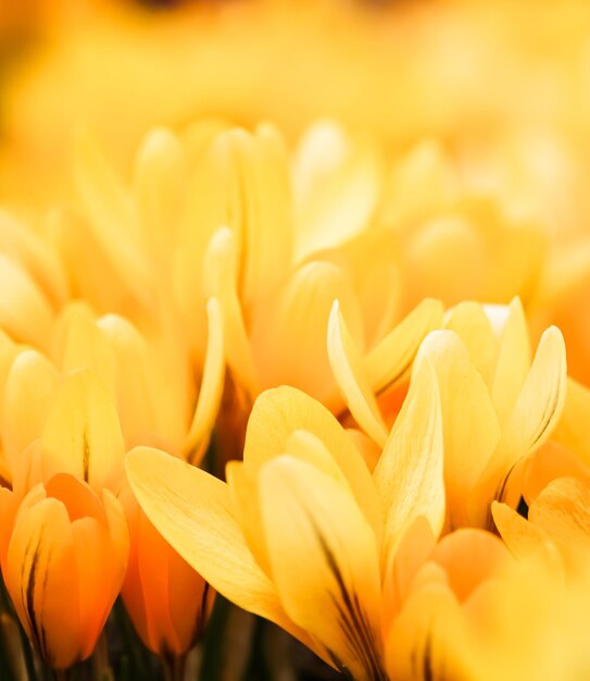 Yellow crocus flowers Macro floral background for holiday brand design