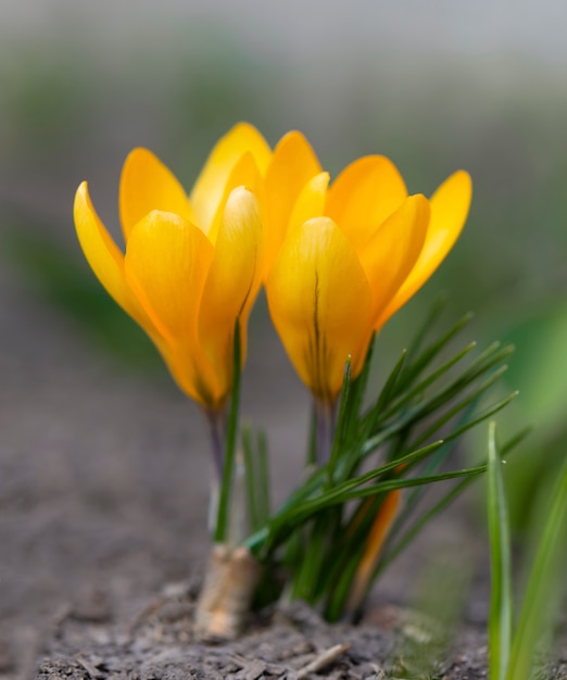 Yellow crocus in a garden