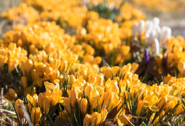 Yellow crocus outdoors in spring