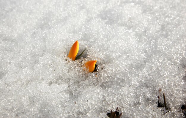 yellow crocus in the snow