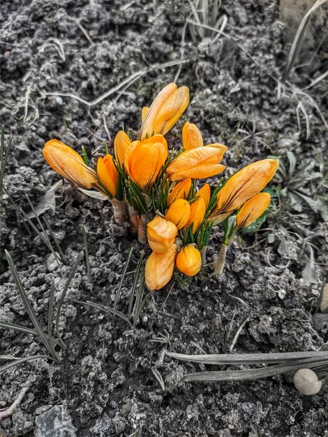 yellow crocuses in the garden