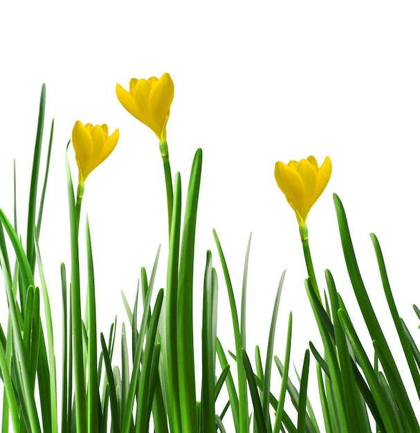 Yellow crocuses isolated on white background