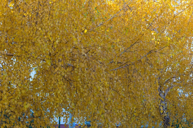 Yellow crown of birch tree in the autumn park