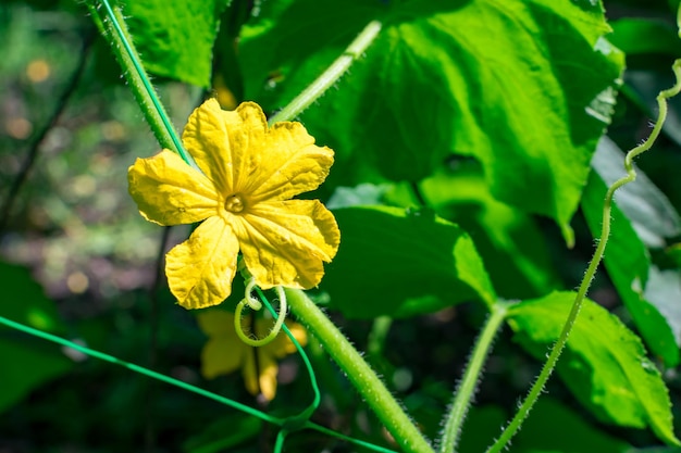 Yellow cucumber flower closeup in the rays of the sun on a blurred background of green leaves Selective focus Growing vegetables