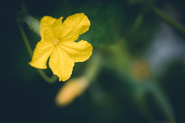 Yellow cucumber flower