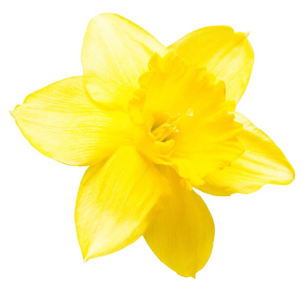 Yellow daffodil flower isolated on white background. Flat lay, top view