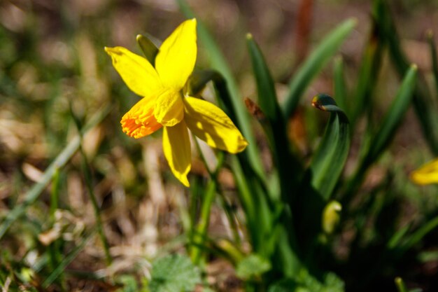 Yellow daffodil flowers in garden Beautiful narcissus on flowerbed