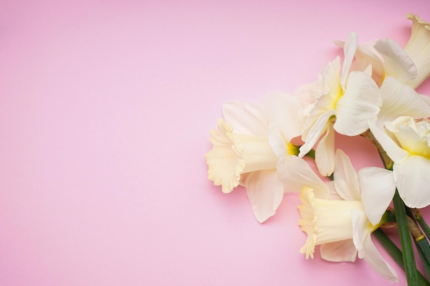 Yellow daffodil flowers on a pink background place for text Flat lay