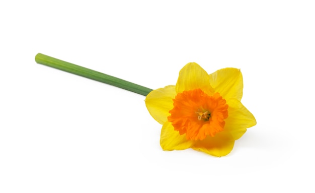 yellow daffodil isolated on a white background