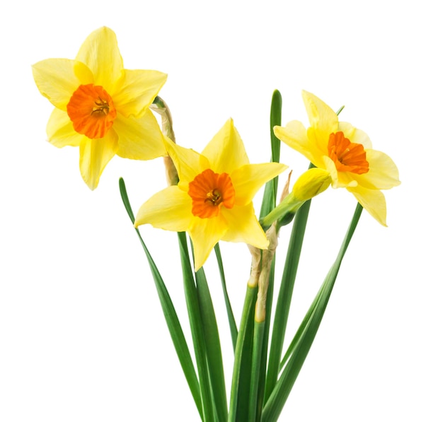 yellow daffodil isolated on a white background